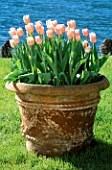 TERRACOTTA URN PLANTED WITH TULIP PINK DIAMOND AT THE VILLA MELZI  LAKE COMO  ITALY