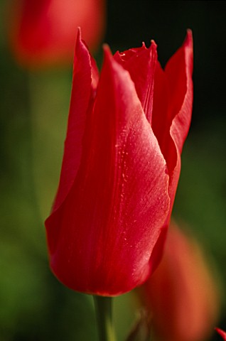 CLOSE_UP_OF_LILY_FLOWERED_TULIPA_MARIETTE