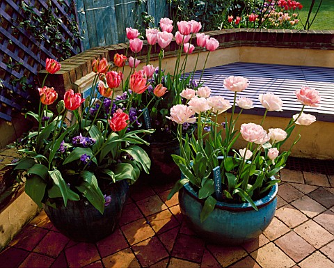 TURQUOISE_CONTAINERS_PLANTED_WITH_VIOLAS_AND_TULIPA_ANGELIQUE__FANTASY_AND_ESTHER_THE_NICHOLS_GDN__R