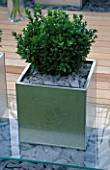 GALVANISED METAL CONTAINERS PLANTED WITH BOX (BUXUS SEMPERVIRENS) IN MODERN GARDEN DESIGNED BY WYNNIATT-HUSEY CLARKE