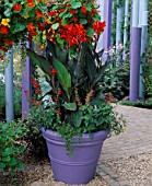 MAUVE CONTAINER WITH CANNA ASSAUT & SALVIA COCCINEA LADY IN RED WITH BLUE POLES & HANGING BASKET OF MIXED TROPAEOLUM. GARDENING WHICH/ MET. POLICE A SAFE HAVEN. HAMPTON 1999.
