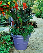 MAUVE CONTAINER WITH CANNA ASSAUT & SALVIA COCCINEA LADY IN RED & HANGING BASKET OF MIXED TROPAEOLUMS. GARDENING WHICH/ MET. POLICE A SAFE HAVEN. HAMPTON 1999.