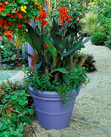 MAUVE_CONTAINER_WITH_CANNA_ASSAUT__SALVIA_COCCINEA_LADY_IN_RED__HANGING_BASKET_OF_MIXED_TROPAEOLUMS_