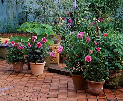 TERRACOTTA_CONTAINERS_WITH_DAHLIA_FASCINATION_AND_PIPERS_PINK_WITH_PAULOWNIA_TOMENTOSA_THE_NICHOLS_G