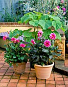 PATIO WITH TERRACOTTA CONTAINERS PLANTED WITH DAHLIA FASCINATION AND PIPERS PINK AND PAULOWNIA TOMENTOSA. THE NICHOLS GARDEN  READING