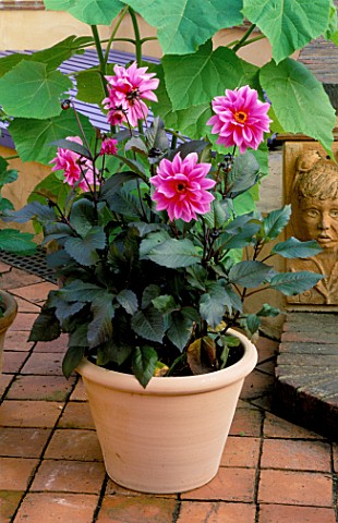 TERRACOTTA_CONTAINER_ON_PATIO_PLANTED_WITH_DAHLIA_FASCINATION_IN_BACKGROUND_IS_PAULOWNIA_TOMENTOSA_T