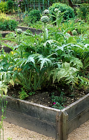 RAISED_BED_IN_THE_HERB_GARDEN_MADE_IN_ENGLISH_OAK__WITH_ARTICHOKES_AND_VARIOUS_GERANIUMS_THE_ABBEY_H