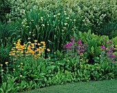 BORDER NEXT TO THE LAWN WITH NATURALISED CANDELABRA PRIMULAS  MATTEUCCIA STRUTHIOPTERIS AND TALL IRIS PSEUDACORUS BASTARDII. MERRIMENTS GARDENS  EAST SUSSEX.