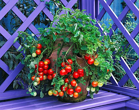 CONTAINER__TOMATO_TUMBLER_AND_PARSLEY_IN_TERRACOTTA_STRAWBERRY_POT_NICHOLS_GARDEN__READING