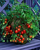 CONTAINER: TOMATO TUMBLER AND PARSLEY IN TERRACOTTA STRAWBERRY POT. NICHOLS GARDEN  READING