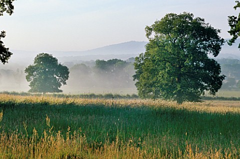 EARLY_MORNING_MIST_ON_THE_SOUTH_DOWNS_LOOKING_ACROSS_THE_GRASS_TO_THE_TREES_NYEWOOD_HOUSE___WEST_SUS