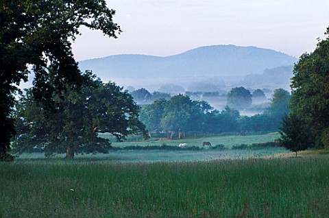 EARLY_MORNING_MIST_ON_THE_SOUTH_DOWNS_LOOKING_ACROSS_THE_GRASS_TO_THE_TREES_AND_HILLS_BEYOND_NYEWOOD