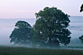 EARLY MORNING MIST ON THE SOUTH DOWNS LOOKING ACROSS THE GRASS TO TREES AND HILLS BEYOND. NYEWOOD HOUSE   WEST SUSSEX..