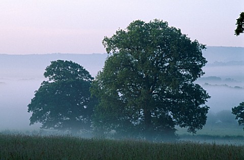 EARLY_MORNING_MIST_ON_THE_SOUTH_DOWNS_LOOKING_ACROSS_THE_GRASS_TO_TREES_AND_HILLS_BEYOND_NYEWOOD_HOU