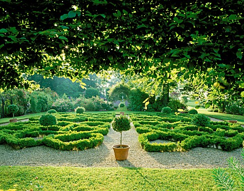 VIEW_FROM_THE_KNOT_GARDEN_WITH_TOPIARY_IN_TERRACOTTA_CONTAINERS_TO_THE_ROSE_WALK_IN_THE_EARLY_MORNIN