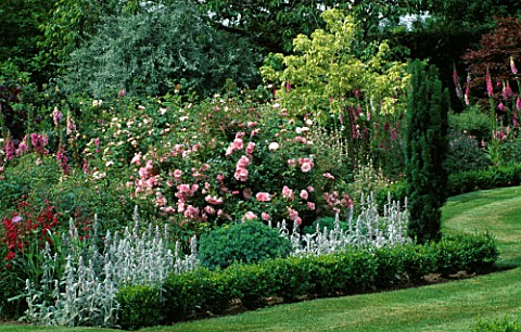 BUXUS_EDGED_BORDER_WITH_DIGITALIS__STACHYS__CAMPANULA_AND_ROSA_NYEWOOD_HOUSE___WEST_SUSSEX