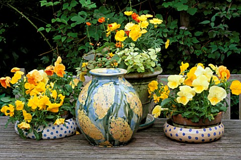 GROUP_OF_POTS_PLANTED_WITH_PANSIES_AND_HELICHRYSUM_PETIOLARE_LIMELIGHT_ON_A_WOODEN_TABLE_IN_LISETTE_