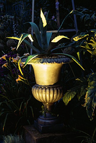 DECORATIVE_METAL_URN_PLANTED_WITH_AGAVE_AMERICANA_AND_LIT_UP_AT_NIGHT_THE_NICHOLS_GARDEN__READING