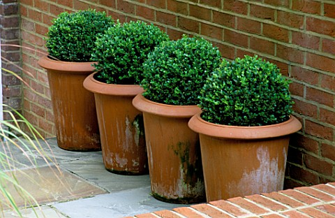 ROW_OF_TERRACOTTA_CONTAINERS_WITH_BOX_BALLS_IN_FRONT_OF_BRICK_WALL_MODERNISTS_TOWN_GARDEN_DESIGNED_B