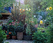 A COLLECTION OF CONTAINERS HOLDING DATURA  CANNA TROPICANA  AGAVE  FUSCHIA THALIA AND PELARGONIUMS. ROBIN GREEN AND RALPH CADES SEASIDE STYLE GARDEN  LONDON.