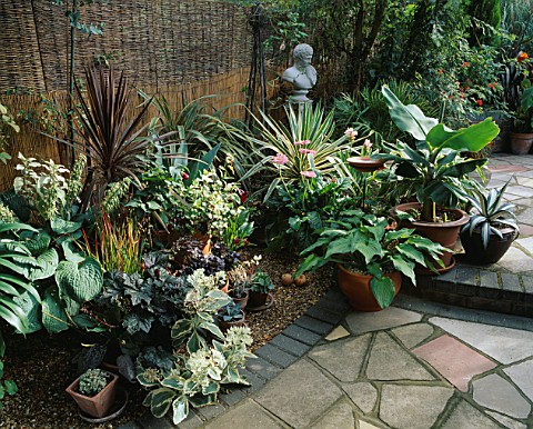 MIXED_BORDER_OF_MAROON__VARIEGATED_PLANTS_INCLUDING_CAREX__GERBERAS__HOSTAS_IN_FRONT_OF_SPLIT_BAMBOO