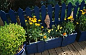 COBALT BLUE FENCE WITH CERAMIC FISH AND THE CONTRASTING COLOUR OF COREOPSIS SUNBURST. ROBIN GREEN AND RALPH CADES SEASIDE STYLE GARDEN  LONDON.