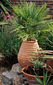 A RIBBED TURKISH TERRACOTTA CONTAINER HOLDS CHAMAEROPS HUMILIS. IN FRONT A LOWER CONTAINER HOLDS ECHEVERIAS. ROBIN GREEN & RALPH CADES SEASIDE STYLE GARDEN  LONDON.