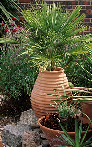 A_RIBBED_TURKISH_TERRACOTTA_CONTAINER_HOLDS_CHAMAEROPS_HUMILIS_IN_FRONT_A_LOWER_CONTAINER_HOLDS_ECHE
