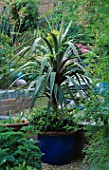 CORDYLINE AUSTRALIS IN COBALT CONTAINER SURROUNDED BY JASMINUM OFFICINALE AND PELARGONIUM GRAVEOLENS. ROBIN GREEN & RALPH CADES SEASIDE STYLE GARDEN  LONDON.