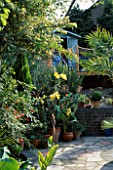 LILIUM AFRICAN QUEEN AND CANNAS ARE AMONGST THE PLANTING NEXT TO THE PATIO. WITH PAINTED SHED ON RAISED DECK IN B/G. ROBIN GREEN & RALPH CADES SEASIDE STYLE GARDEN  LONDON.