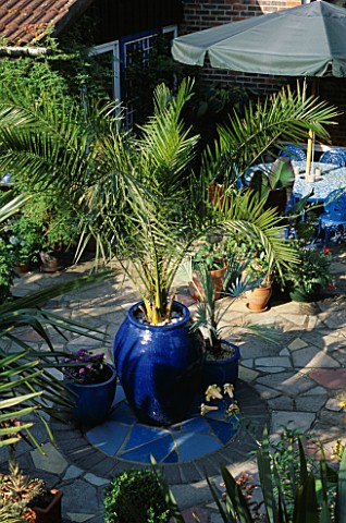 OVERVIEW_OF_THE_PATIO__WITH_DATE_PALM_AND_SILVER_FAN_PALM_IN_COBALT_BLUE_CONTAINERS_CREATING_A_FOCAL