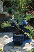 VIEW OF THE PATTERNED PATIO WITH DATE PALM AND SILVER FAN PALM IN COBALT BLUE CONTAINERS CREATING A FOCAL POINT. ROBIN GREEN & RALPH CADES SEASIDE STYLE GARDEN  LONDON.