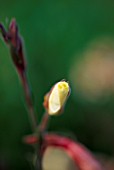 FLOWER OF OENOTHERA BEGINNING TO UNFURL. PART OF A TIME LAPSE SERIES.