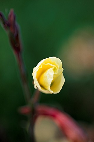 FLOWER_OF_OENOTHERA_BEGINNING_TO_UNFURL_PART_OF_A_TIME_LAPSE_SERIES