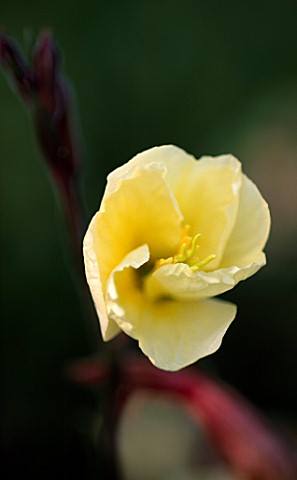 FLOWER_OF_OENOTHERA_HALF_WAY_THROUGH__UNFURLING_PART_OF_A_TIME_LAPSE_SERIES