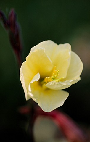 FLOWER_OF_OENOTHERA_HALF_WAY_THROUGH__UNFURLING_PART_OF_A_TIME_LAPSE_SERIES