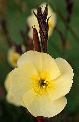 FLOWER_OF_OENOTHERA_PART_OF_A_TIME_LAPSE_SERIES