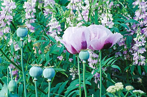 FLOWERS_AND_SEED_HEADS_OF_PAPAVER_SOMNIFERUM_STAND_IN_FRONT_OF_GALEGA_LADY_WILSON__JENNY_JOWETT