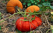 PUMPKINS ROUGE VIF DETAMPES AND RACER GROW IN THE VEGETABLE GARDEN OF BILL SMITH AND DENNIS SCHRADER  LONG ISLAND  USA