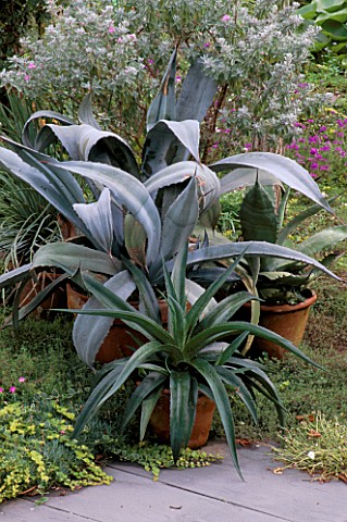 TERRACOTTA_CONTAINERS_OF_AGAVE_AMERICANA_AND_AGAVE_MANFREDA__STAND_AT_THE_EDGE_OF_THE_PATIO_BILL_SMI