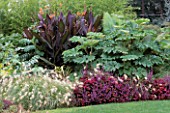 BORDER WITH COLEUS INDO 2  TETRAPANAX  CANNA AND PENNISETUM VILLOSUM FEATHER TOP. BILL SMITH AND DENNIS SCHRADERS GARDEN  LONG ISLAND  USA