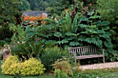 COLEUS THE LIME  CYCAS REVOLUTA  TETRAPANAX AND CANNA  PROVIDE PRIVACY FOR A WOODEN BENCH. BILL SMITH AND DENNIS SCHRADERS GARDEN  LONG ISLAND  USA