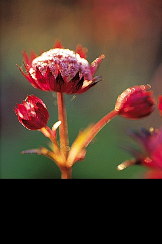 DETAIL_OF_THE_FLOWER_HEADS_OF_ASTRANTIA_HADSPEN_BLOOD_EASTGROVE_COTTAGE__WORCSNEW_SHOOTS_P137__