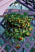 HANGING BASKET INSIDE A MAUVE PAINTED WOODEN COVERED SEAT PLANTED WITH STRAWBERRY FRANNY