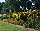 BIG HERBACEOUS BORDER IN LATE SUMMER AT THE RHS GARDEN  WISLEY  SURREY  WITH CANNA STRIATA AND KNIPHOFIA ROOPERI IN THE FOREGROUND