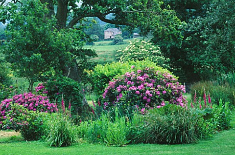 VIEW_TO_A_HOUSE_THROUGH_TREES_AND_RHODODENDRONS_IN_AN_INFORMAL_WOODLAND_GARDEN_DESIGNER_JOHN_BROOKES