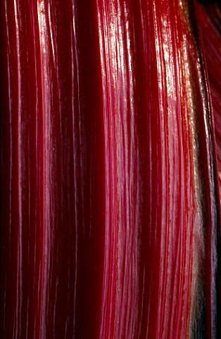 GRAPHIC_DETAIL_OF_STEM_OF_RUBY_CHARD