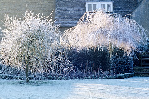 THE_FROST_COATED_BRANCHES_OF_MALUS_AND_PYRUS_SALICIFOLIA_PENDULA_THE_ABBEY_HOUSE__WILTSHIRE