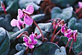 CLOSE UP OF CYCLAMEN COUM DELICATELY COVERED IN FROST.