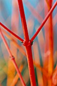 CLOSE UP OF THE RED BRANCHES OF CORNUS SANGUINEA WINTER BEAUTY